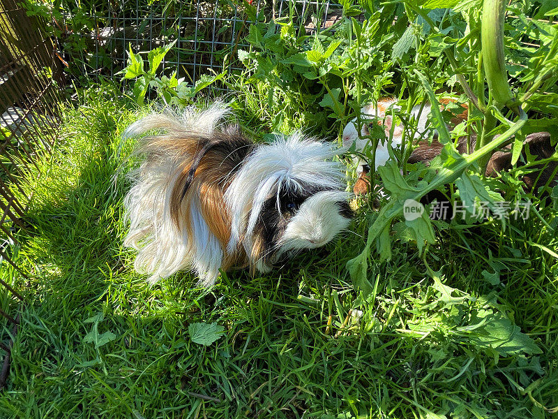 三色秘鲁豚鼠(Cavia porcellus)，长毛姜，黑色和白色豚鼠和两个短毛阿比西尼亚金属丝在阳光下的草地上奔跑